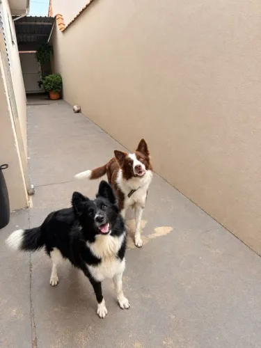 Vendo filhotes border collie