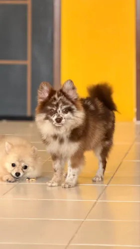 Spitz alemão Merle 