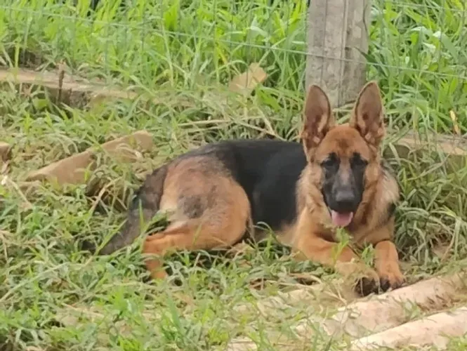 Vendo pastor alemão