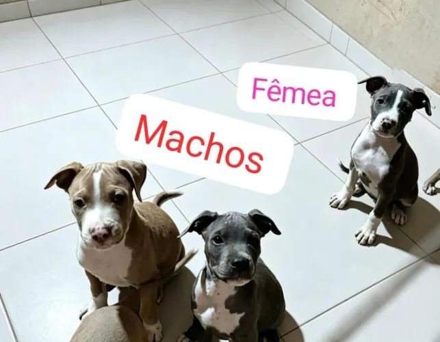Pitbull com Monsters 