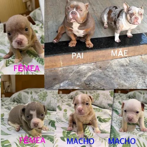 Cachorro American bullying