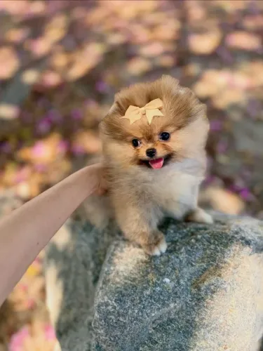 Filhote de Spitz Alemão Anão com Pedigree CBKC | Vacinado |  Parcelamento em até 12x