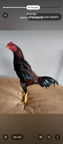 Frango de raça boa