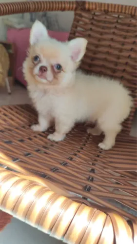 Chihuahua machinho pelo longo