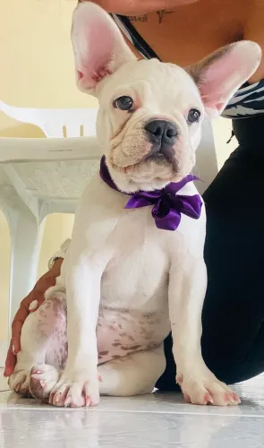 Cachorra bulldog francés