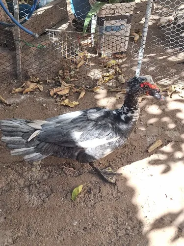 Pato Macho adulto Reprodutor