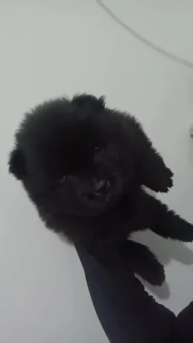 Chow Chow fêmea 35 dias