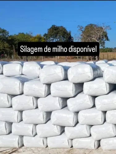 Silagem de milho ensacado