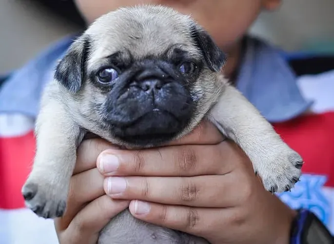 Lindos Filhotes de Pug Disponíveis ?