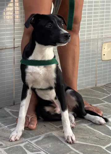 Adocao Responsável