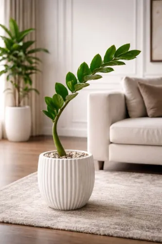 Zamioculca - Sofisticação e elegância para seu ambiente