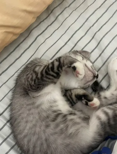 Doação de uma gatinha ? 