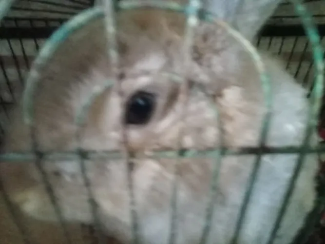 Vendo uma coelha de 6 meses preço 450,00
