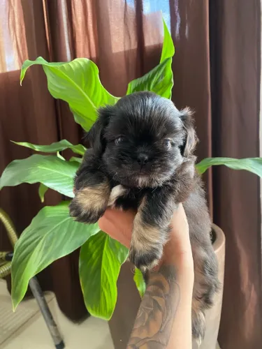 Shihtzu