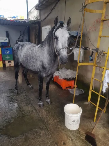 Cavalo Mangalarga Marchador