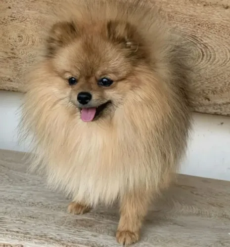 Lulu da pomerania anao