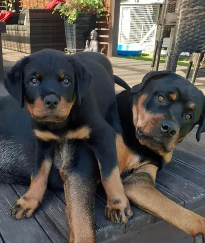 Rottweiler Um filhote que nasceu para fazer parte da família agora