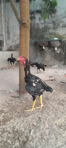 Frango Shamo