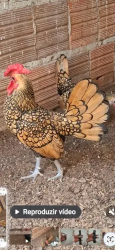 galos e galinhas