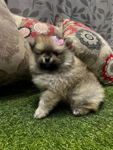 Lulu da Pomerânia ursinho