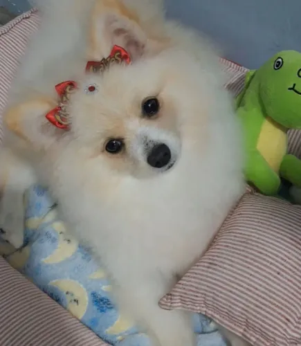 Spitz alemão com Pedigri fêmea 