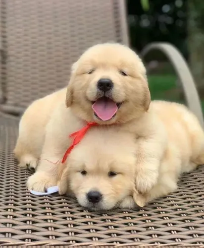 Golden Retriever - O Parceiro Que estará Presente Nos Melhores Momentos
