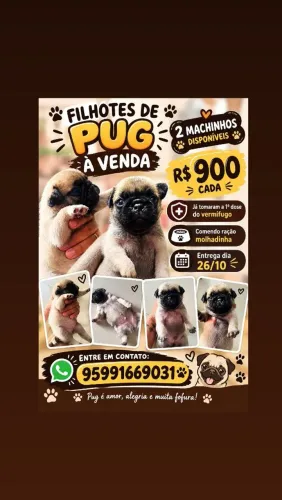 Vende-se filhotes de pug