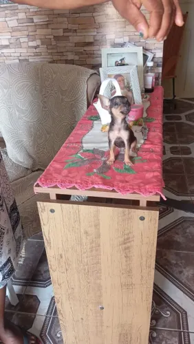 Vendo pinscher macho