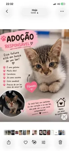 Adoção Gatinha