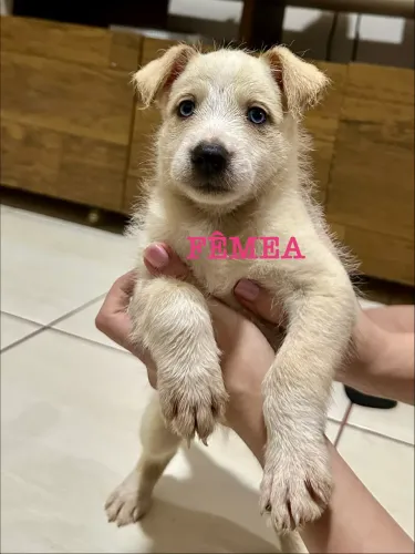Cadela Adoção Responsável