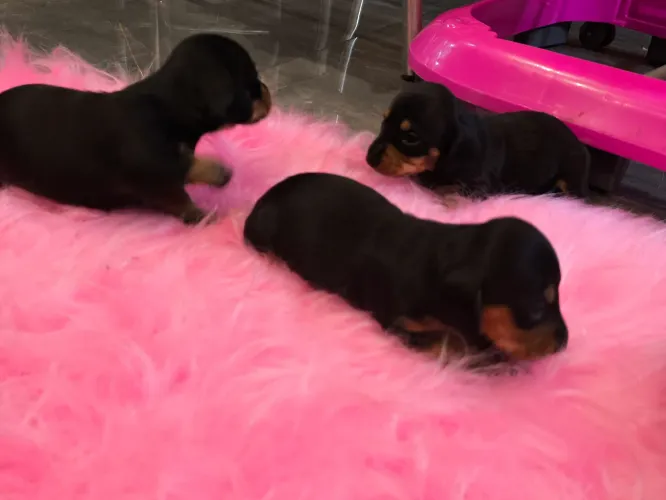Dachshund