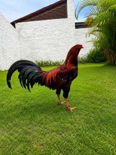 Galo