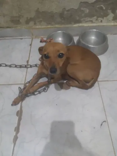 Doação de cadela raciado com pincher 