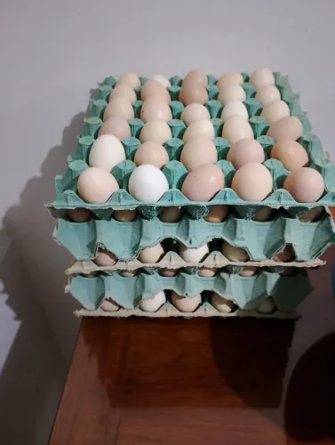 Ovos de galinha caipira 
