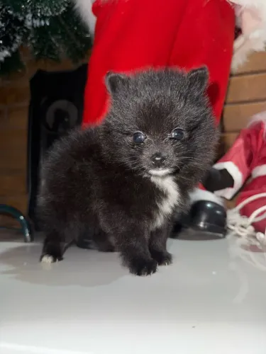 LULU DA POMERÂNIA 
