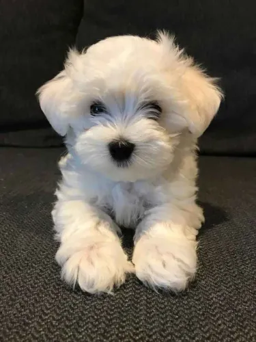 Filhote maltês, A vida é melhor com um cachorro ao seu lado!