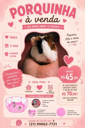 Vendo Porquinha-da-India, 21 dias