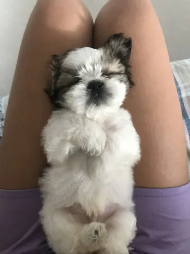 Shih Tzu