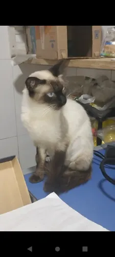doa se gata fêmea castrada siamesa