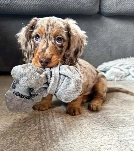 Aqui o seu lindo bb de quatro patas de Dachshund/Teckel!!