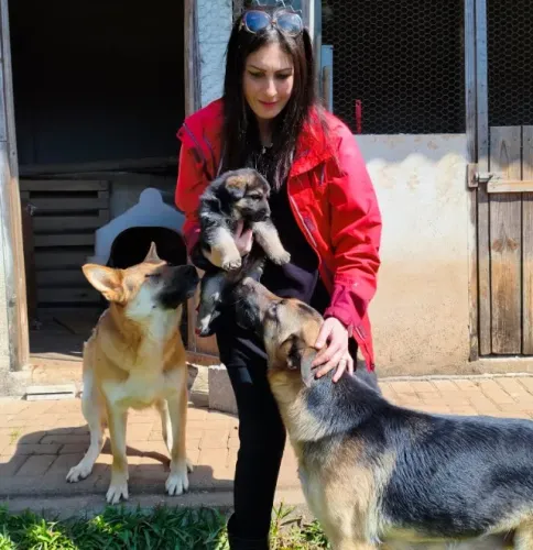Filhotes de Pastor Alemão com pedigree