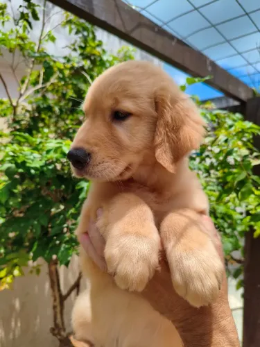 Golden Retriever - Fêmeas