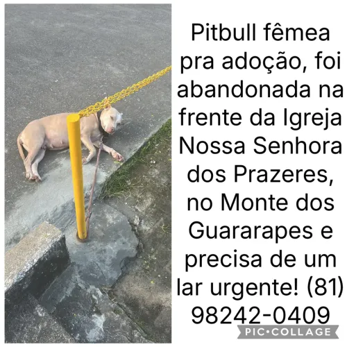 Pitbull fêmea pra adoção