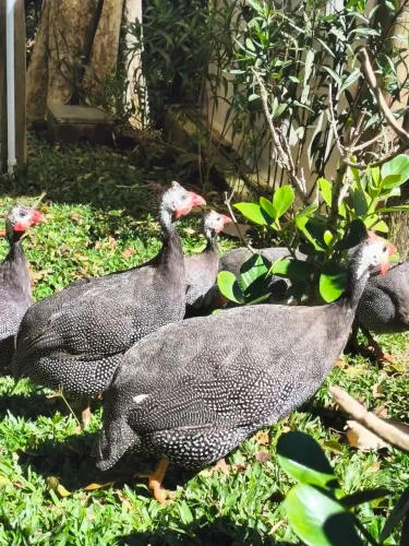 Angolas casais adultos