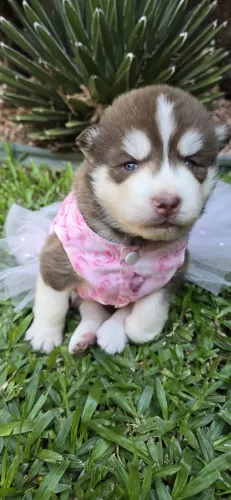 Encante-se: Filhotes de Husky Siberiano de Alto Padrão!?