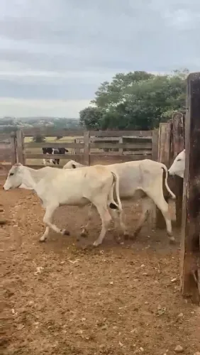 Vendo 85 novilhas 12 a 14 mêses
