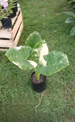 Planta rara, Alocasia variegata