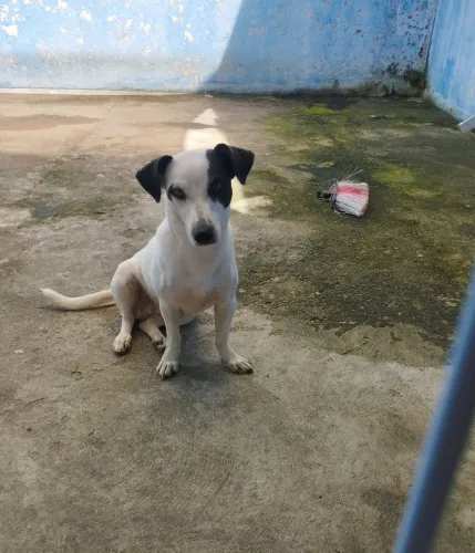 Cachorro para adoção porte pequeno fêmea