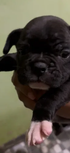 Buldogue premium