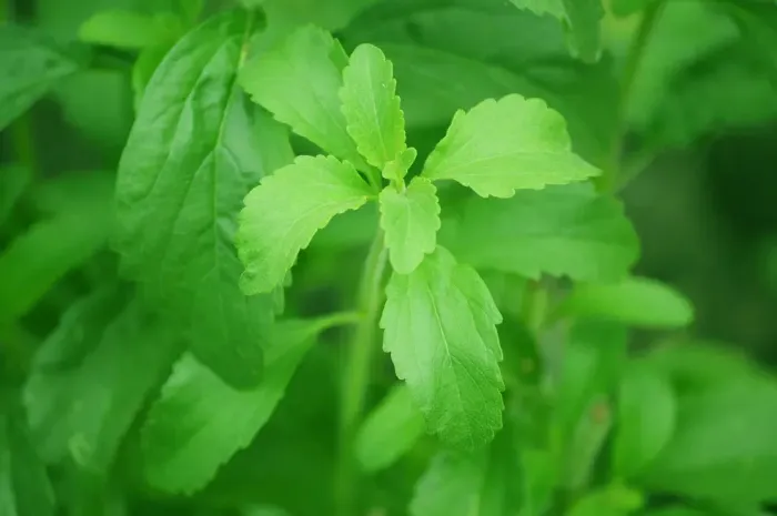 Stevia Original Frasco